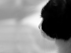 Postal: Gato blanco y negro