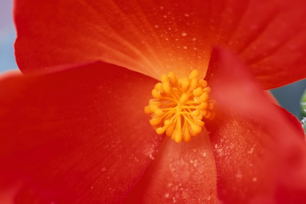 Interior de una flor roja