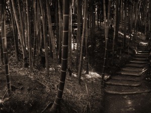 Postal: Camino entre el bambú
