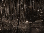 Camino entre el bambú
