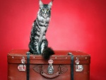 Gato sobre una maleta