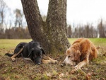 Dos perros descansando bajo la sombra de un árbol