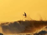 Practicando surf a la puesta del sol