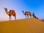 Hilera de camellos en el desierto