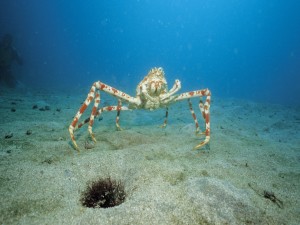 Cangrejo gigante japonés en el fondo marino