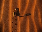 Escorpión en la arena