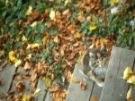 Gatito en unas escaleras con hojas otoñales