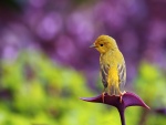 Pájaro de cabeza amarilla