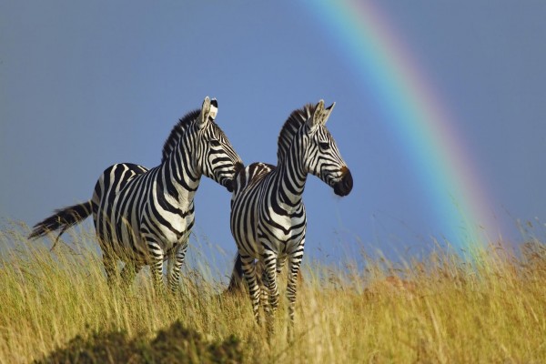 Dos cebras y el arco iris
