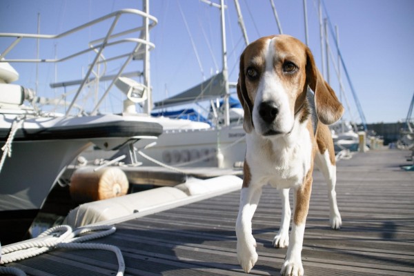 Un perro entre barcos