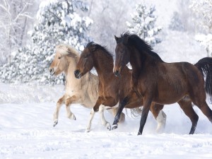 Tres preciosos caballos en la nieve