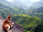 Perro observando el paisaje