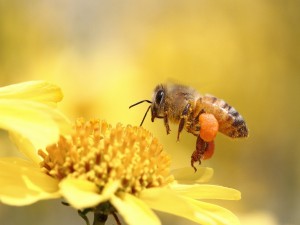 Postal: Abeja recogiendo polen