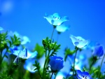 Bellas flores azules