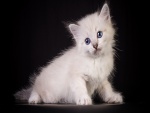 Tierno gatito blanco