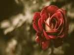 Bella rosa roja