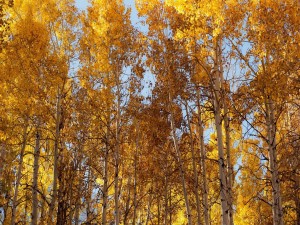 Árboles tocando el cielo en otoño