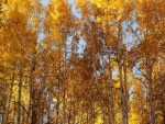 Árboles tocando el cielo en otoño