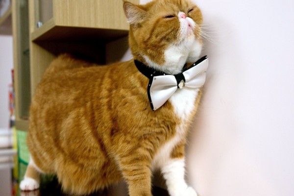 Gato elegante con pajarita