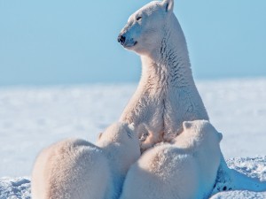 Postal: Familia de osos polares