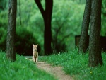 Gatito en un camino del bosque