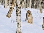 Lince Boreal (Lynx linx)