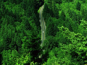 Postal: Carretera entre árboles verdes