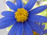 Polen en los pétalos de una flor azul