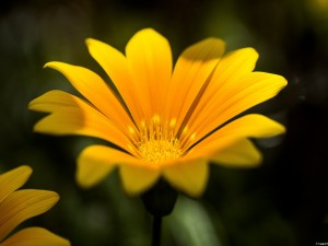 Una flor amarilla muy bonita