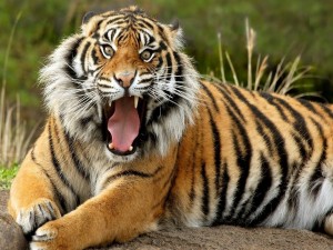Tigre con la boca abierta
