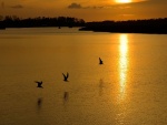 Aves en el lago