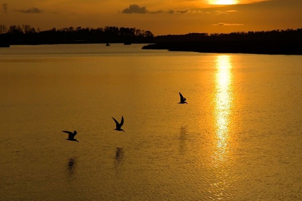 Aves en el lago