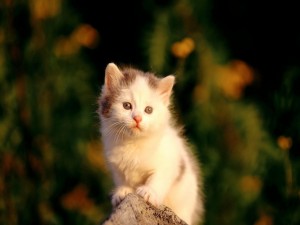 Postal: Gatito en una piedra