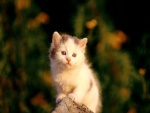 Gatito en una piedra