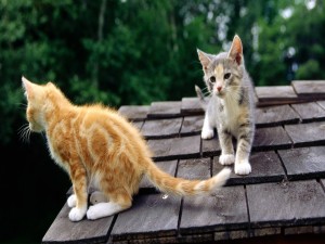 Dos gatitos en el tejado
