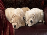 Perros dormidos en el sofá