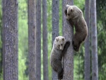 Dos osos pequeños subidos a un árbol