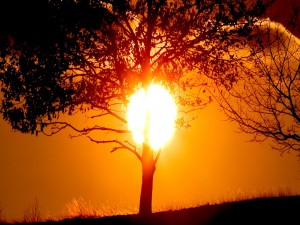 El círculo del sol sobre un árbol