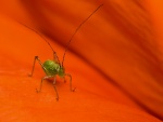 Precioso insecto con largas antenas