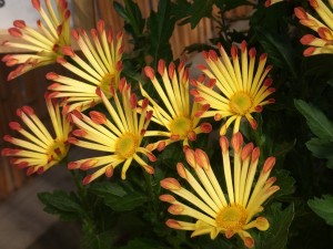 Flores con pétalos bicolor