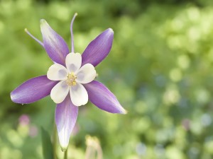 Postal: Flor con pétalos violetas y blancos
