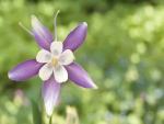 Flor con pétalos violetas y blancos