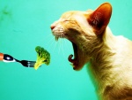 Gato comiendo brócoli