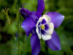 Flor con pétalos azules y blancos