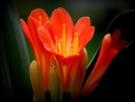 Flores y capullos color naranja