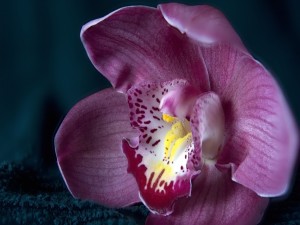 Postal: Pétalos de orquídea color púrpura