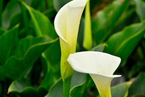Plantas de calas blancas (20110)