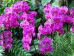 Orquídeas color púrpura