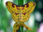 Mariposas doradas con dibujos multicolores