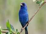 Pájaro azul cantando sobre una rama